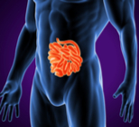 המעי הדק: המחלות, התסמינים והטיפולים-תמונה